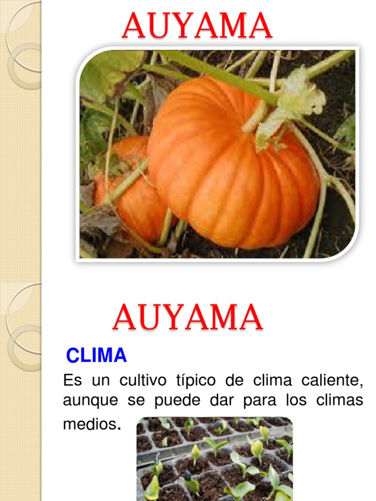 AHUYAMA | PDF | Siembra | Suelo