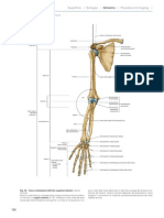 Le Ossa Dell'arto Superiore
