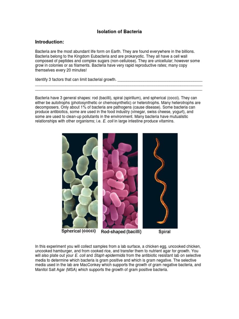 Bacteria Lab for High School Students Bacteria Lipopolysaccharide