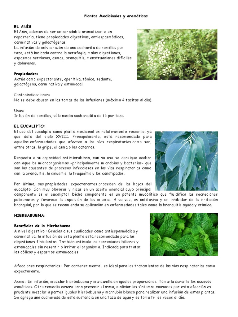 Plantas Medicinales Y Aromaticas Docx Asma Especialidades Medicas