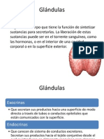 Glándulas: tipos, funciones y mecanismos de secreción