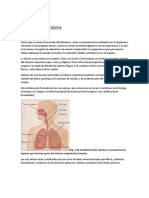 El Sistema Respiratorio PDF