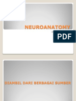 Neuroanatomy