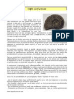 Fosilizacion PDF