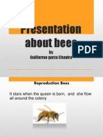 Presentation About Bees: by Guillermo Garza Chavira
