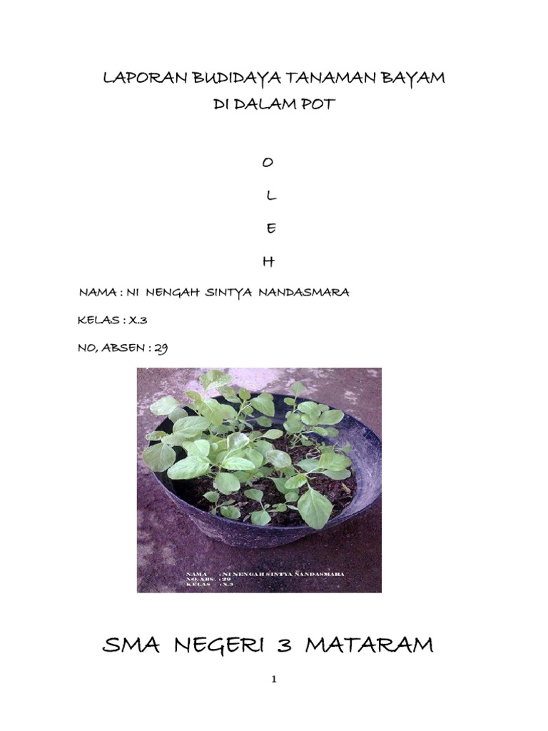 laporan budidaya tanaman bayam merah   potdocx