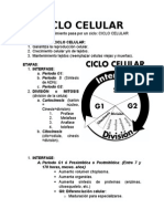 CICLO CELULAR.doc