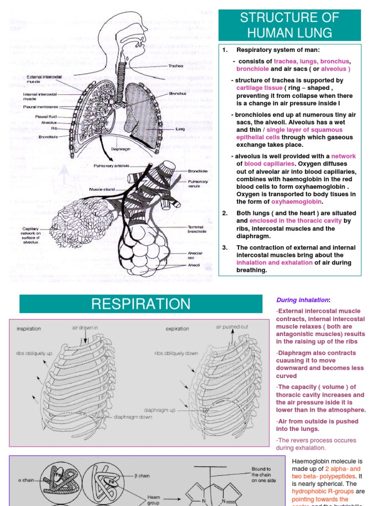 SPM Notes On Chapter Respiration | PDF | Respiratory System | Lung