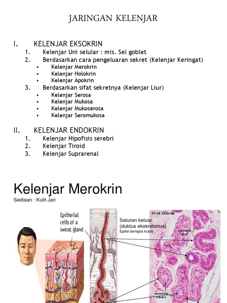Klasifikasi Kelenjar Eksokrin dan Endokrin | PDF