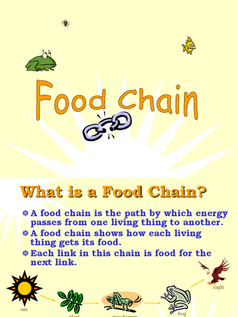 food chain.ppt