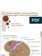 Corteza Cerebral, Ganglios Basales, Sistema Límbico