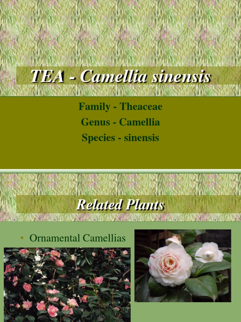 TEA - Camellia Sinensis | PDF | Tea | Horticulture And Gardening