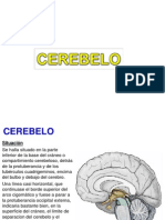 Cerebelo PDF