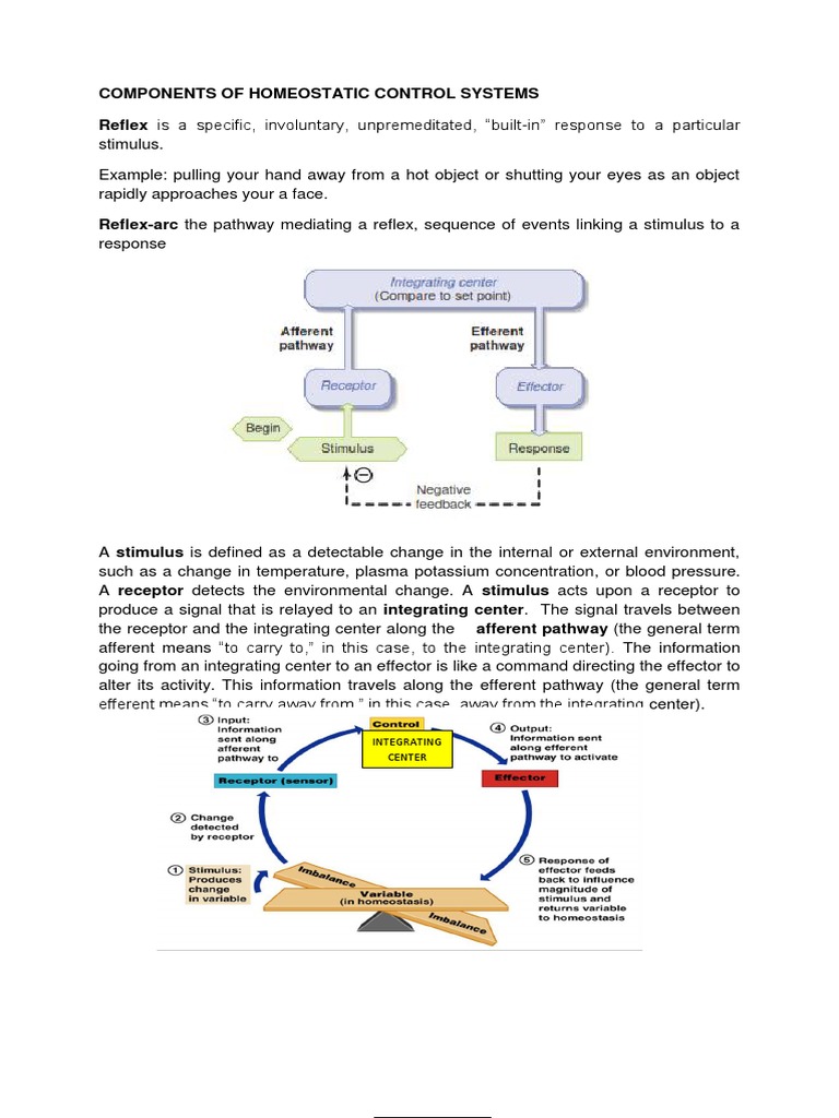 Components of Homeostatic Control Systems PDF Stimulus (Physiology