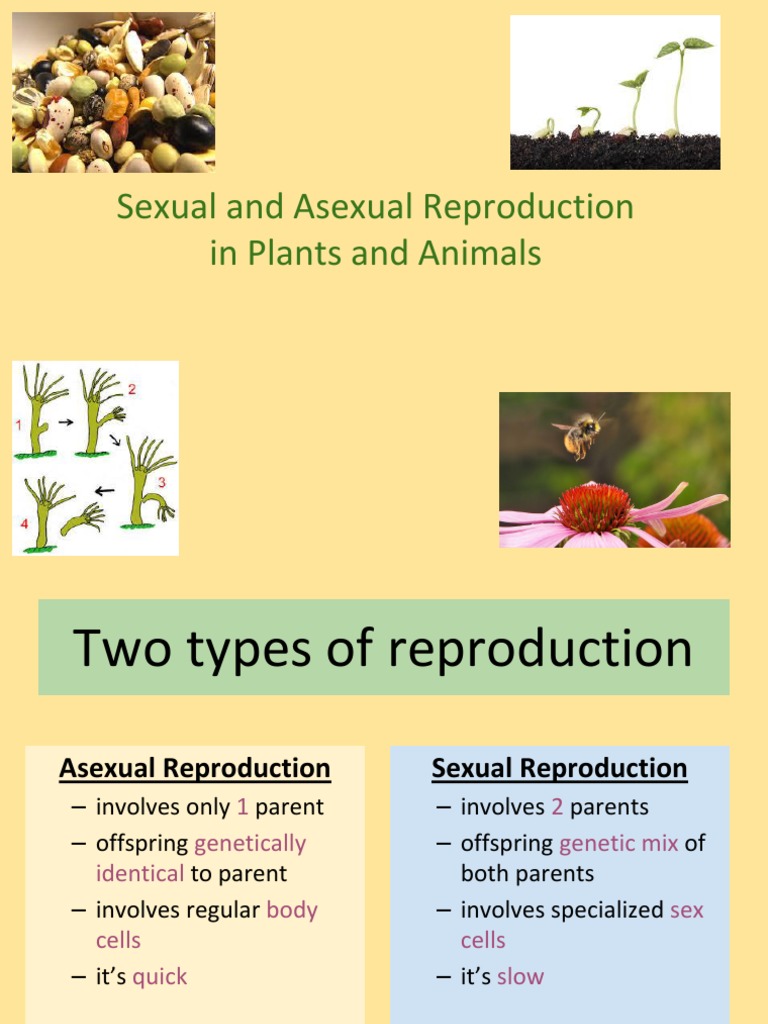 sexual vs asexual reproduction in plants and animals 1 Sexual