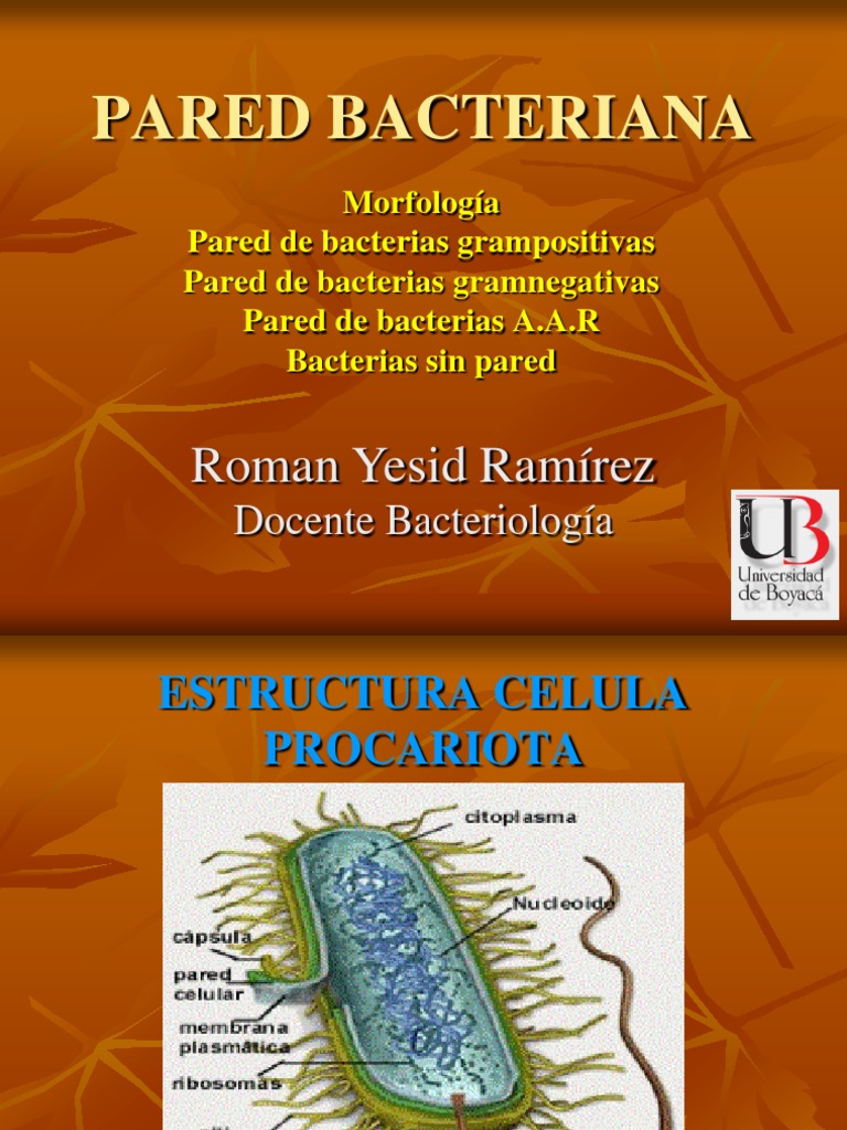 Estructura y Composición de la Pared Bacteriana | PDF | Salud y ...