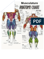 Guía Musculatura Anatomía PDF