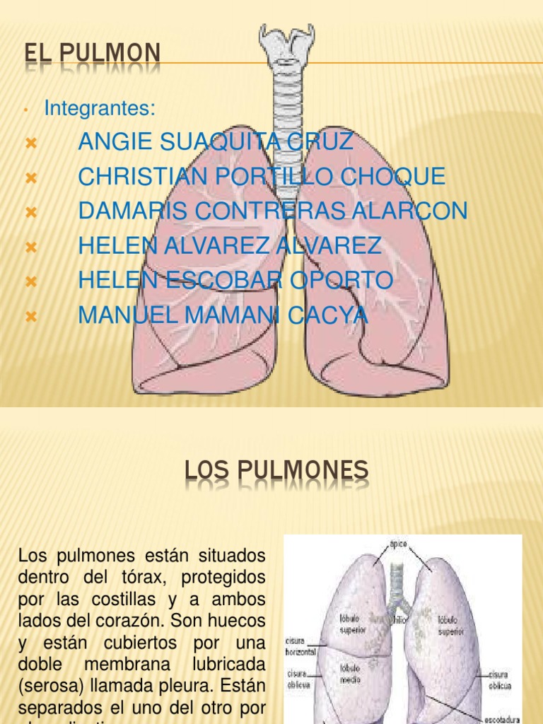 Diapositiva Del Pulmon Pulmón Órgano (anatomía