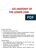 Surface Anatomy of The Lower Limb Powerpoint