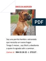 Perrito en Adopción Boxer Cusco Noviembre 2014