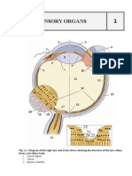 Sensory Organs Histological Examination Atlas