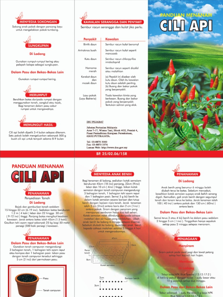 Info Tani: Cili Api | PDF