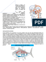 Circulacion en El Hombre