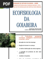 A Cultura Ecofisiologia Da Goiaba