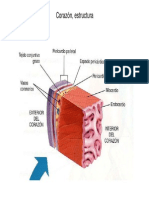 Anatomia 