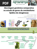 Acidos Graxos Em Plantas