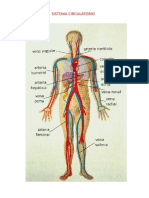 Sistema Circulatorio
