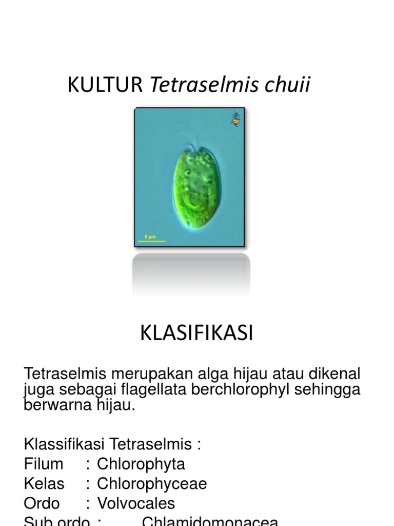 Kultur Tetraselmis Chuii