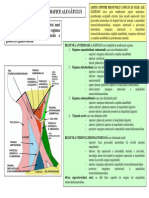 Regiunile Topografice Ale Gatului