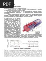 Aparelho Locomotor 1
