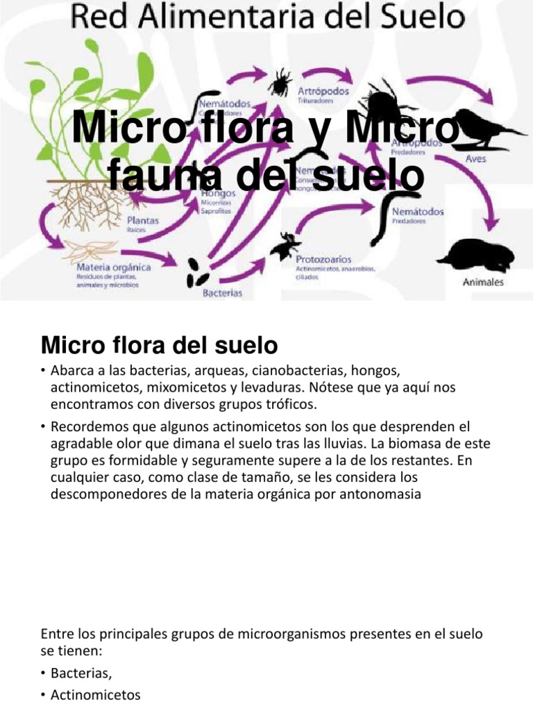 Microflora y Microfauna del Suelo | PDF | Algas | Suelo