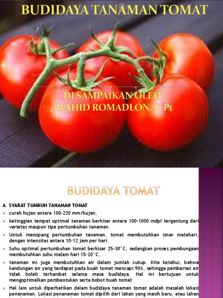 Budidaya Tanaman Tomat