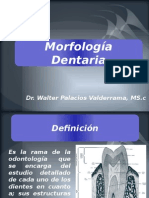 Morfologia Definicion, Anatomia Dentaria, Diente y Funciones