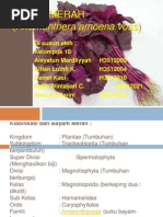 Download PPT Bayam Merah Alternanthera Amoena Voss by Gina Ari Karini SN245161291 doc pdf