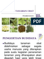 Budidaya Tanaman Obat Pembenihan