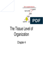 Chapter 4: Complete Epithelial, Connective, Muscle and Nervous Tissues 