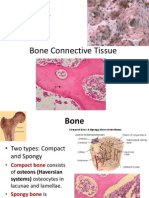 Bone Connective Tissue Structure (40