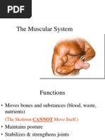 The Muscular System