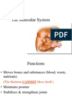 The Muscular System