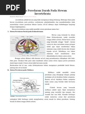Sistem Peredaran Darah Pada Hewan Invertebrata