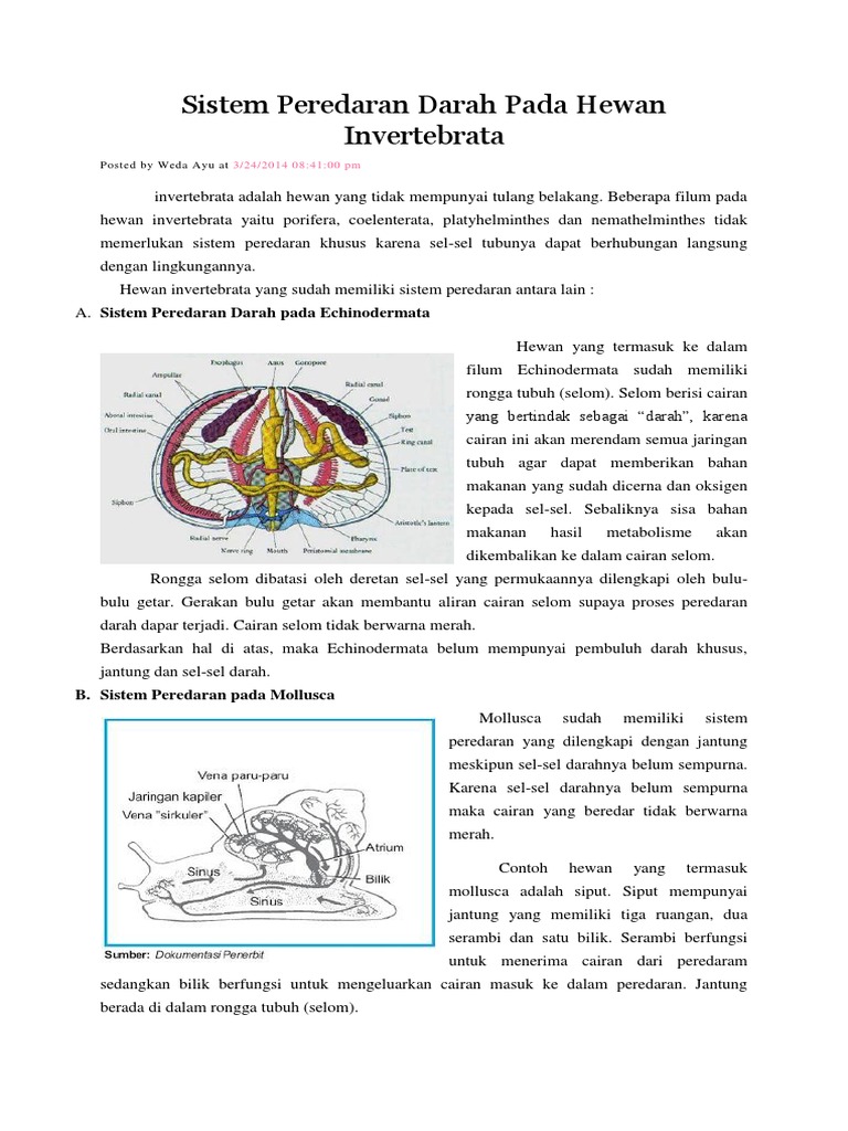  Sistem  Peredaran Darah Pada  Hewan  Invertebrata 