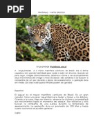 Material Fotografico do Pantanal