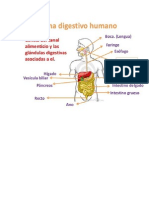 aparato digestivo.docx