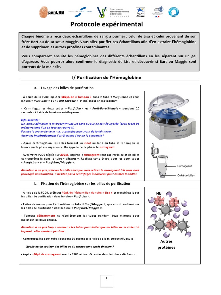 Protocole expérimental Protéines et génétique Biologie cellulaire Protéines