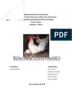 Razas Comerciales de Gallinas