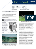 Russian Wheat Aphids08